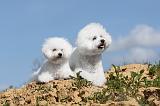 BICHON FRISE 221